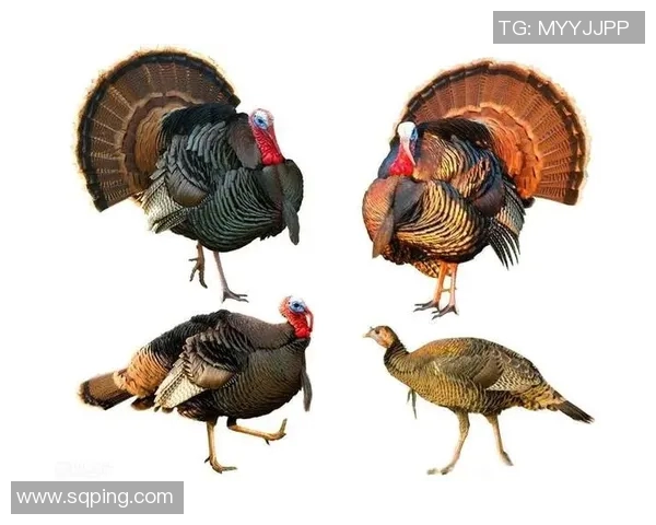 欧洲杯鲜为人知的十大冷知识揭秘 让你大开眼界